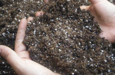 Gardening Tips: Dishing the Dirt