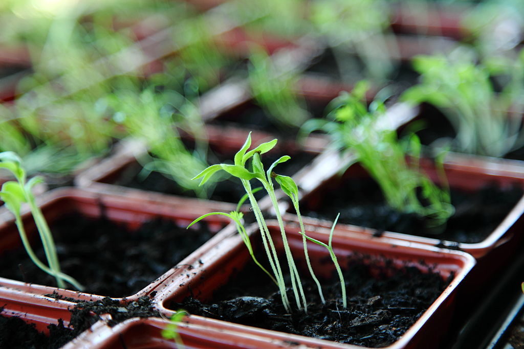 Seedlings (Photo by D Sharon Pruitt, Utah, USA [CC BY 2.0 (http://creativecommons.org/licenses/by/2.0)], via Wikimedia Commons