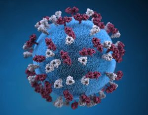 This illustration provides a 3D graphical representation of a spherical-shaped, measles virus particle that is studded with glycoprotein tubercles. Those tubercular studs colorized maroon, are known as H-proteins (hemagglutinin), and those colorized gray are referred to as F-proteins (fusion). The F-protein is responsible for fusion of virus and host cell membranes, viral penetration, and hemolysis, and the H-protein is responsible for binding of virus to cells. Both types of proteinaceous studs are embedded in the envelope’s lipid bilayer. (Image via the US Centers for Disease Control and Prevention's Public Health Image Library https://phil.cdc.gov/phil/home.asp)