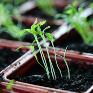 Seedlings (Photo by D. Sharon Pruitt)
