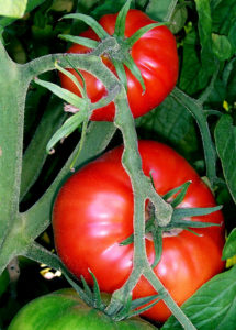 Tomatoes on the bush. (Photo by Sanbec https://creativecommons.org/licenses/by-sa/3.0/deed.en