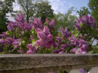 Lilacs (Spectator photo)