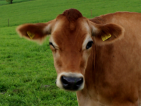 Winking Jersey cow, Netherlands. (Photo by By BartLaridon (Own work) [CC BY-SA 4.0 (http://creativecommons.org/licenses/by-sa/4.0)], via Wikimedia Commons)