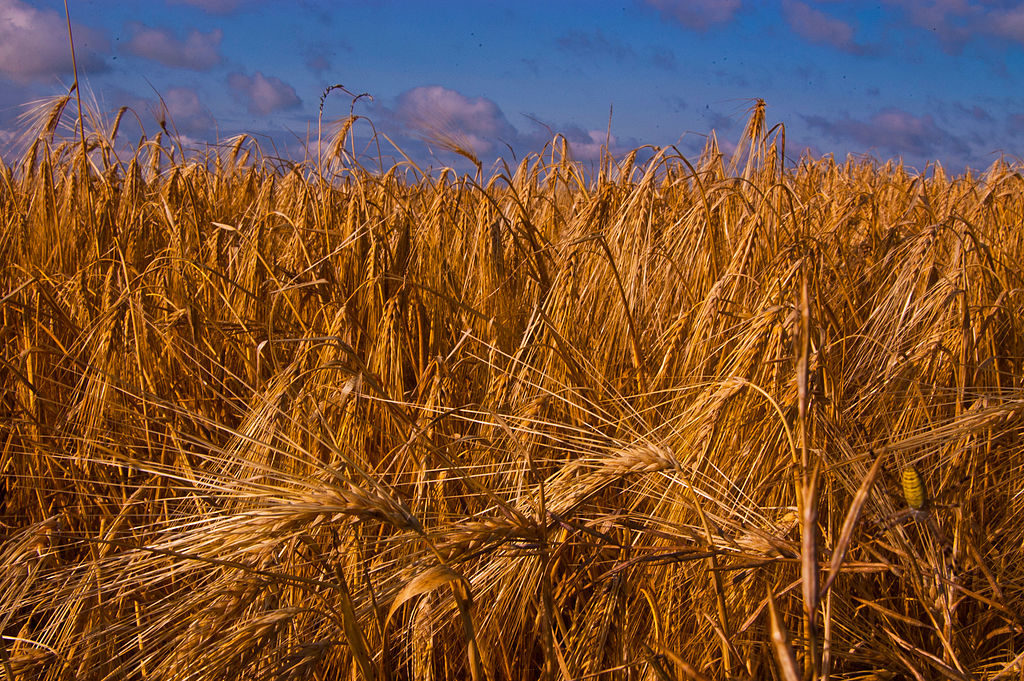 Barley By Eugenereed1984 (Own work) [CC BY-SA 3.0 (http://creativecommons.org/licenses/by-sa/3.0)], via Wikimedia Commons
