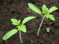 Tomato seedlings. (Photo by Priit Tammets, CC by 2.0, via Wikimedia Commons)