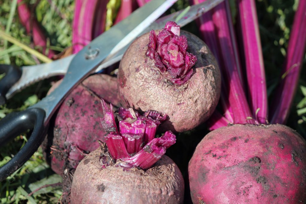 Beets, ready for storage. (Photo by Madeline Yakimchuk)