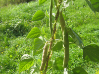 Iannetti pole beans, brought to Sydney Mines from Britolli, Italy by the Iannetti family in 1902  (Photo by Michelle Smith)