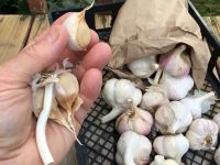 Gardening Tips: Garlic Revisited