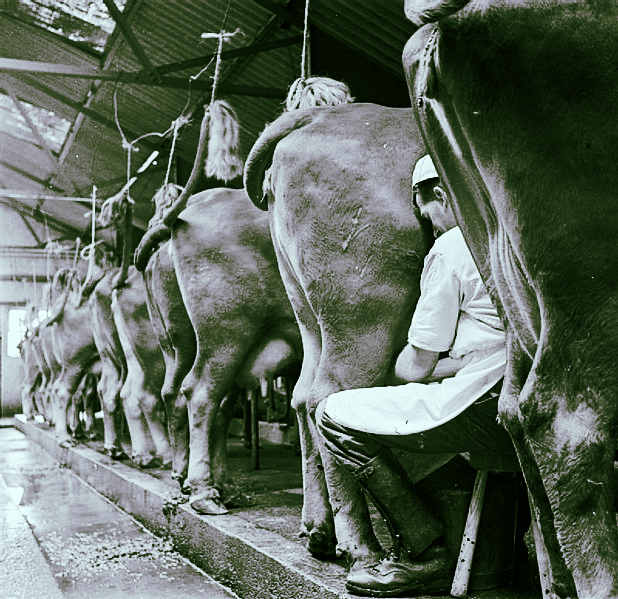 A 'cow man' or dairy worker milks cows by hand at Old Parsonage Farm, Dartington. Although electrical milking apparatus is used on this farm, some cows respond much better to hand-milking. The cows all have their tails tied up to strings hanging from the roof to keep them out of the way of the cow man's face whilst milking. (Public Domain via Wikimedia Commons)