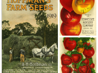 A.H. Hoffman Seeds, Inc.; Boatman's Tennessee Nursery. Liberty Hyde Bailey Hortorium (https://plantbio.cals.cornell.edu/hortorium). Public Domain, via Wikimedia Commons