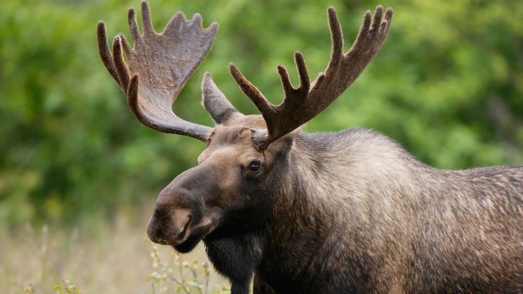 Canadian moose. (Source: CBC)