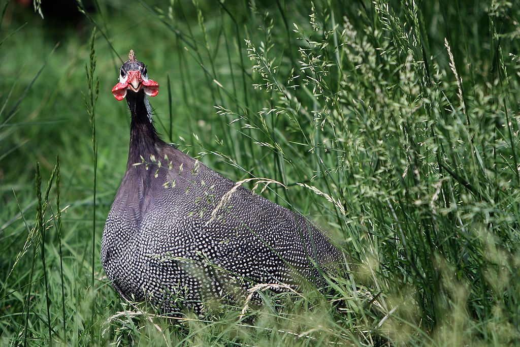 Helmeted guinea fowl (by Steve from washington, dc, usa (did you call me??) [CC BY-SA 2.0 (https://creativecommons.org/licenses/by-sa/2.0)], via Wikimedia Commons)