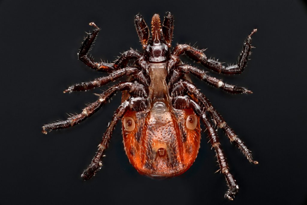 Black-legged tick. (Photo by Macroscopic Solutionshttp://macroscopicsolutions.com//flickr https://www.flickr.com/photos/107963674@N07/16691352584/CC BY-NC 2.0 https://creativecommons.org/licenses/by-nc/2.0/