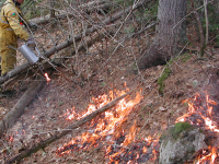 Parks staff lighting a prescribed fire at La Mauricie National Park (Source: Parks Canada)