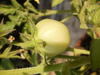 Tomato plant. Photo by Edukeralam (Navaneeth Krishnan S), CC BY-SA 3.0  https://creativecommons.org/licenses/by-sa/3.0, from Wikimedia Commons
