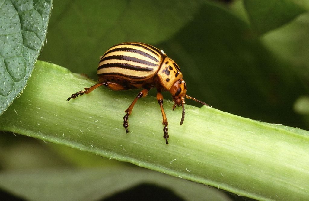 Colorado potato beetle. Photo by By Scott Bauer, U.S. Department of Agriculture [Public domain], via Wikimedia Commons