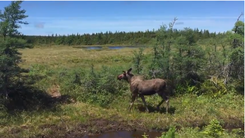 Moose in CBHNP. Still shot from Parks Canada "Bring Back the Boreal" video. (Source: YouTube https://www.youtube.com/watch?v=oTevrWnhlWg)