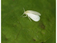 Whitefly. (Photo by gbohne from Berlin, Germany, CC BY-SA 2.0 https://creativecommons.org/licenses/by-sa/2.0