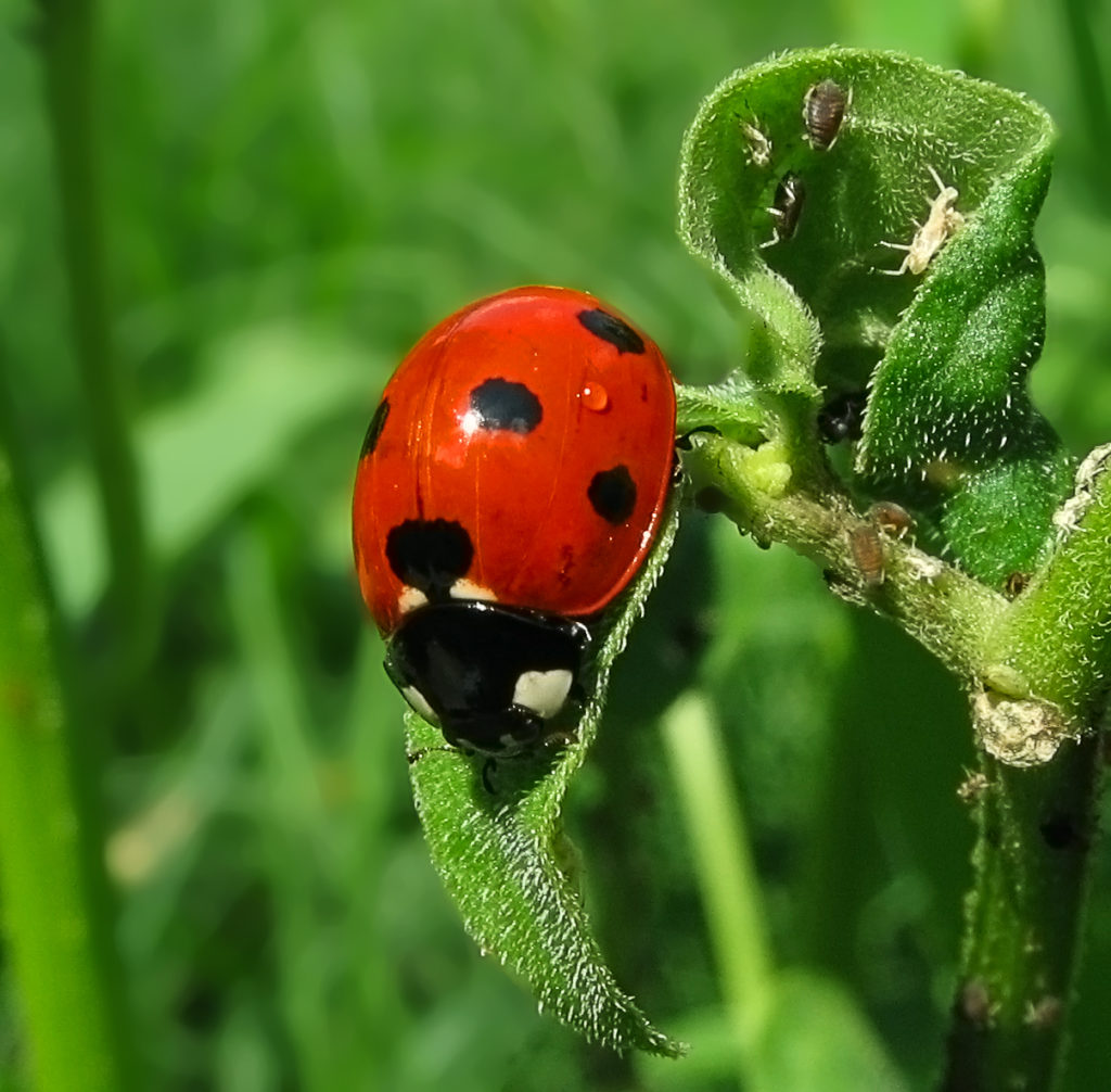 By Greyson Orlando - File:Ladybug aphids.JPG, CC BY-SA 3.0, https://commons.wikimedia.org/w/index.php?curid=35279712
