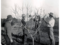 Glen Innes Soldiers' Settlement Estate - receiving instructions in pruning, 1921.(

Photographic Collection from Australia [CC BY 2.0 (https://creativecommons.org/licenses/by/2.0)]