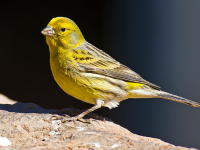 Canary. (Photo by Juan Emilio [CC BY-SA 2.0 (https://creativecommons.org/licenses/by-sa/2.0)]