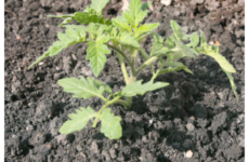Deep-planted tomato plant. (Photo by Dave Wallis / The Forum http://www.inforum.com/lifestyles/home-and-garden/4261574-getting-tomatoes-fast-start)
