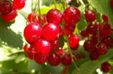 Red currants.(Photo by ojonsson from Göteborg, Sweden [CC BY 2.0 (https://creativecommons.org/licenses/by/2.0)]