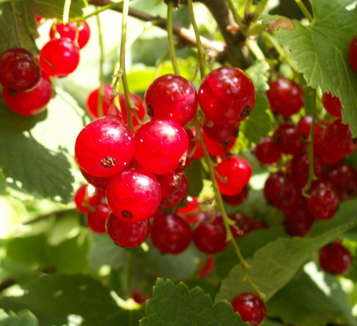 Red currants.(Photo by ojonsson from Göteborg, Sweden [CC BY 2.0 (https://creativecommons.org/licenses/by/2.0)]