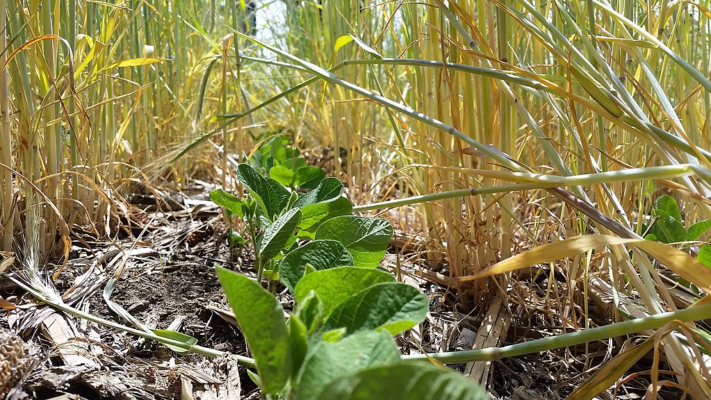 Soy beans coming up in rye cover crop. (Photo by Photo by Lander Legge, Soil Conservation Technician, USDA Natural Resources Conservation Service, Elk Point, SD, via Wikimedia Commons)