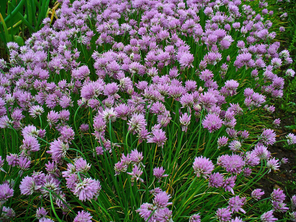 Chives. Photo by H. Zell [CC BY-SA 3.0 (https://creativecommons.org/licenses/by-sa/3.0 via Wikimedia Commons.