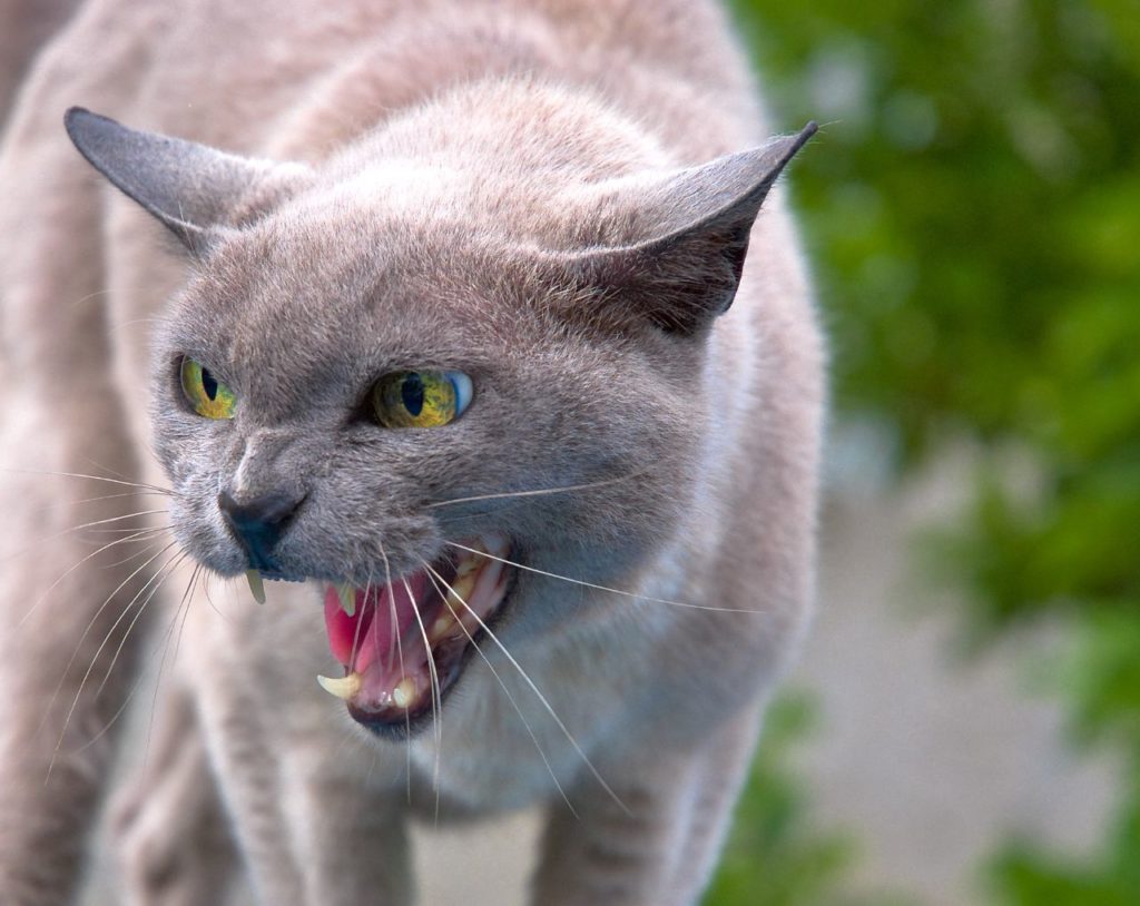 Angry cat, photo by Hannibal Poenaru https://www.flickr.com/people/54832206@N00