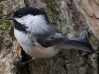 By Matt MacGillivray from Toronto, Canada - Black-capped Chickadee, CC BY 2.0, https://commons.wikimedia.org/w/index.php?curid=74580795