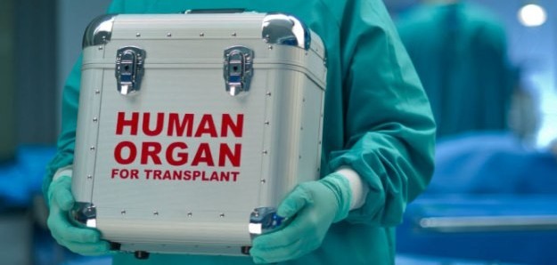 Person carrying a container labeled "human organ"
