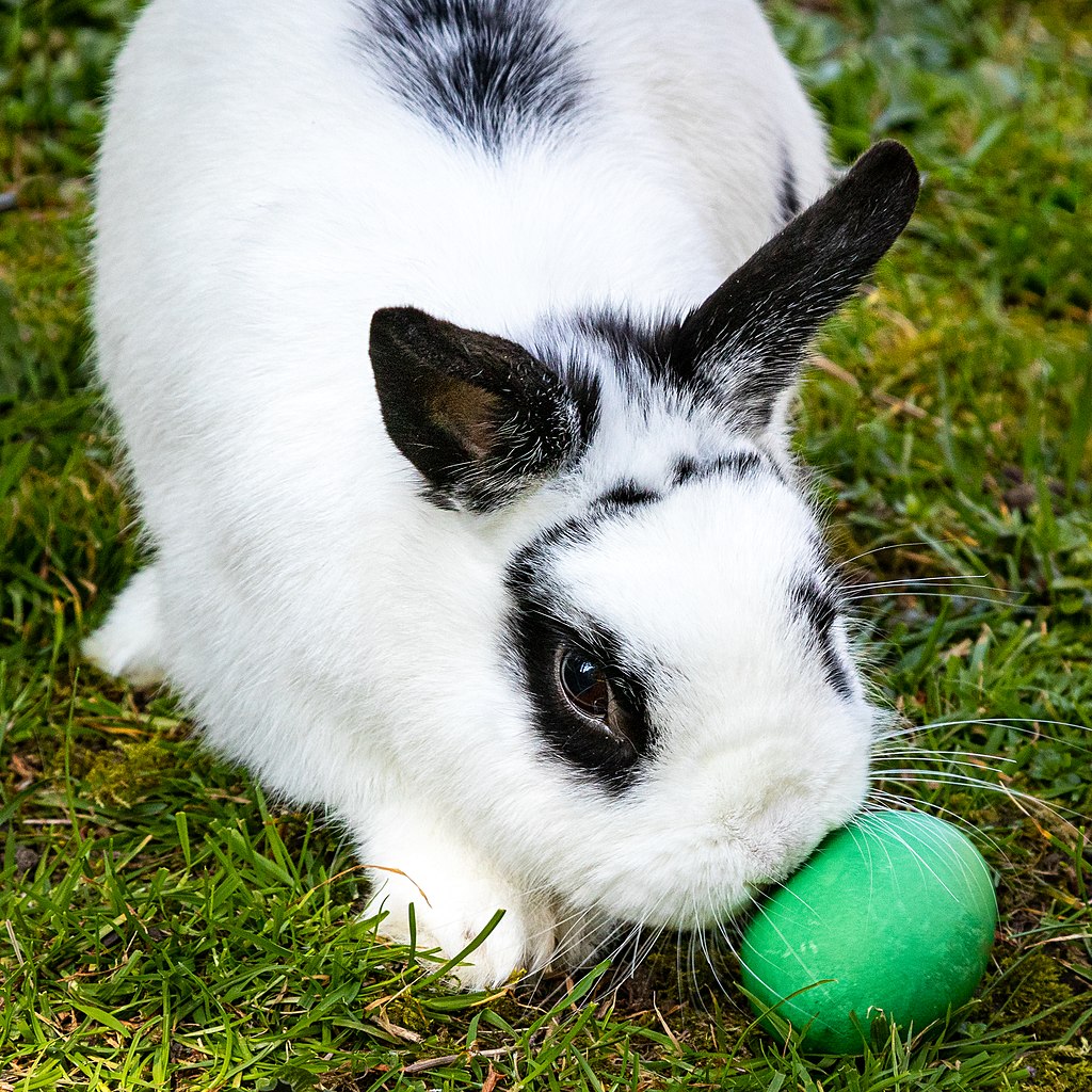 Bunny with Easter egg