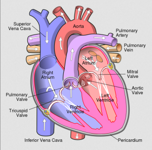 A diagram of the human heart.