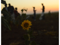Sunflower harvest, Rojava, August 2022. (Source: Make Rojava Green Again https://makerojavagreenagain.org/sunflower-harvest-august-2022/)